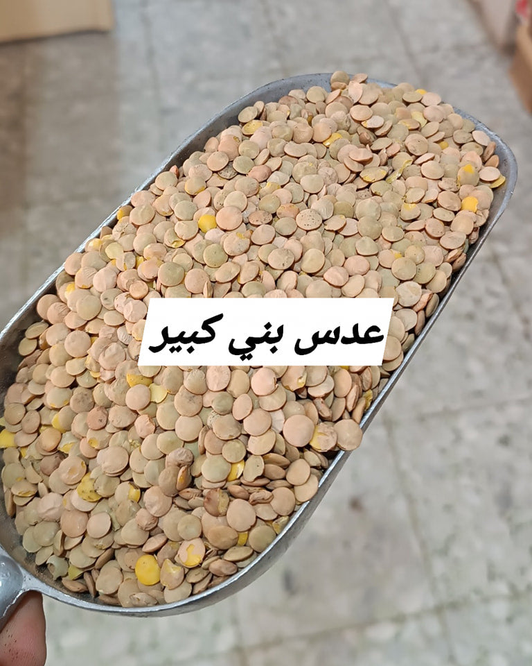 عدس بني كبير