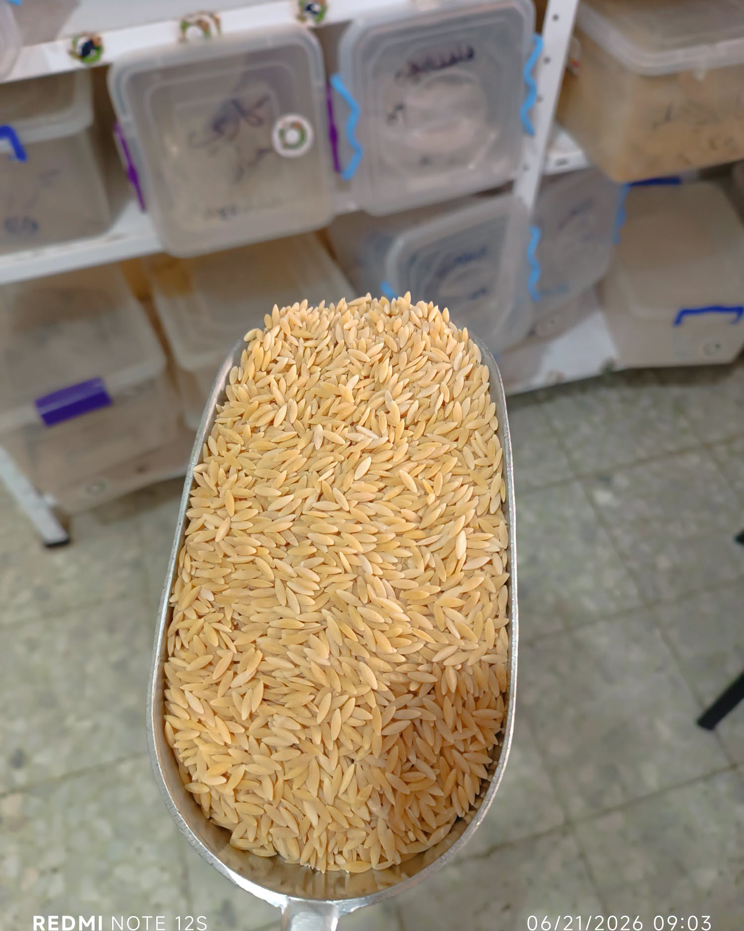 لسان العصفور