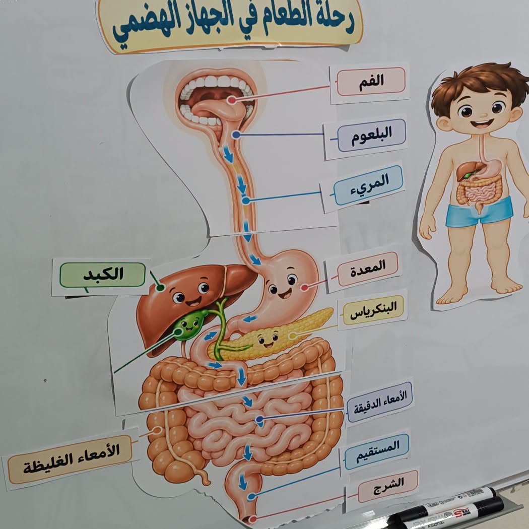 تعليمي