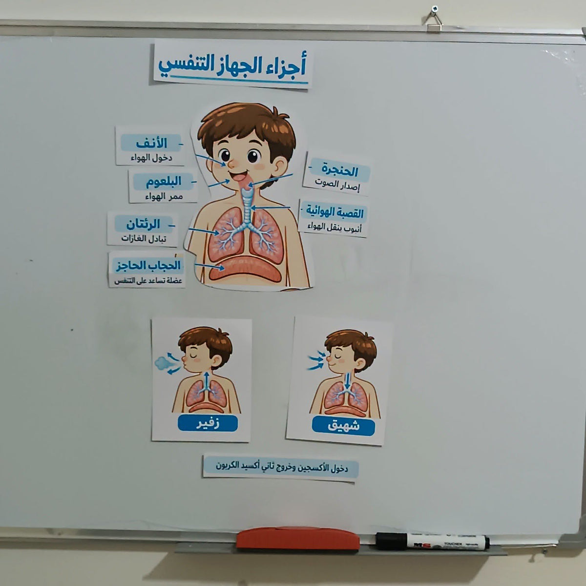 تعليمي